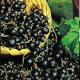 Health Benefits Of Black Currant